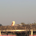 19_35-mast.jpg
