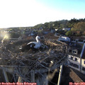 19_35-nest.jpg