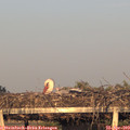 19_40-mast.jpg