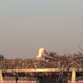 19_45-mast.jpg