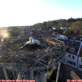 19_45-nest.jpg