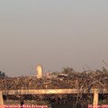 19_50-mast.jpg