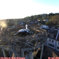 19_50-nest.jpg