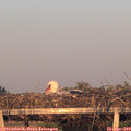 19_55-mast.jpg