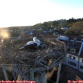 19_55-nest.jpg