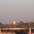 20_00-mast.jpg