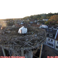 20_05-nest.jpg