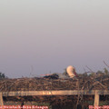 20_10-mast.jpg