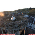 20_10-nest.jpg