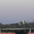 20_15-mast.jpg