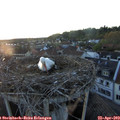 20_15-nest.jpg