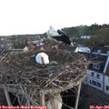 06_20-nest.jpg