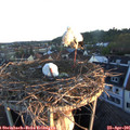 06_25-nest.jpg