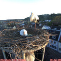 06_30-nest.jpg