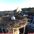 06_35-nest.jpg