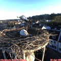 06_45-nest.jpg