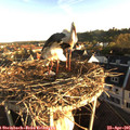 07_05-nest.jpg
