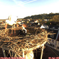 07_10-nest.jpg