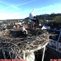 07_15-nest.jpg