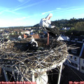 07_20-nest.jpg