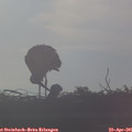 07_25-mast.jpg