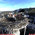 07_25-nest.jpg