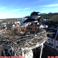 07_35-nest.jpg