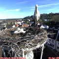 07_45-nest.jpg