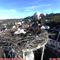 07_50-nest.jpg