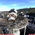 07_55-nest.jpg
