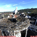 08_05-nest.jpg