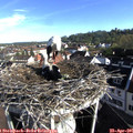08_20-nest.jpg