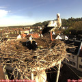 08_25-nest.jpg