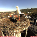 08_45-nest.jpg