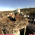 08_50-nest.jpg