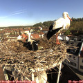 09_05-nest.jpg