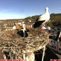 09_10-nest.jpg