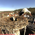 09_15-nest.jpg