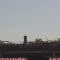 09_20-mast.jpg