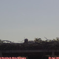 09_25-mast.jpg