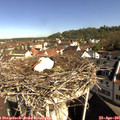 09_30-nest.jpg