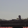 09_35-mast.jpg