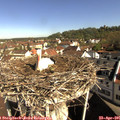 09_35-nest.jpg
