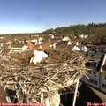09_40-nest.jpg
