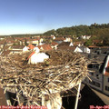 09_45-nest.jpg