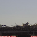 09_55-mast.jpg