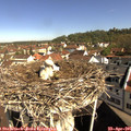 09_55-nest.jpg