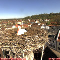 10_00-nest.jpg