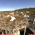 10_10-nest.jpg