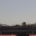 10_15-mast.jpg